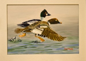 Common Goldeneye-2-New-C-JES