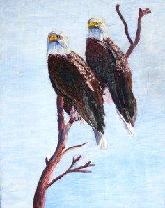 Bald eagles-3-30-1
