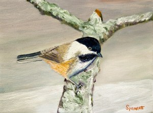 Black Capped Chickadee-3-C-JES-Print