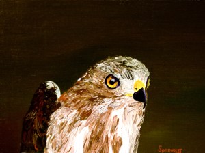 Broad Wing Hawk-2-C-JES-Print