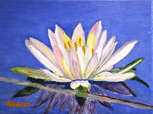 water lilly-3