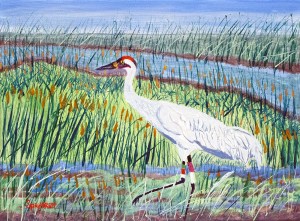 Whooping Crane-Necedah-June-2014-JES