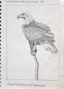 Bald Eagle-One Branch-2015-JES