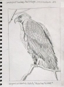 Bald Eagle Protecting The Young-2015_JES